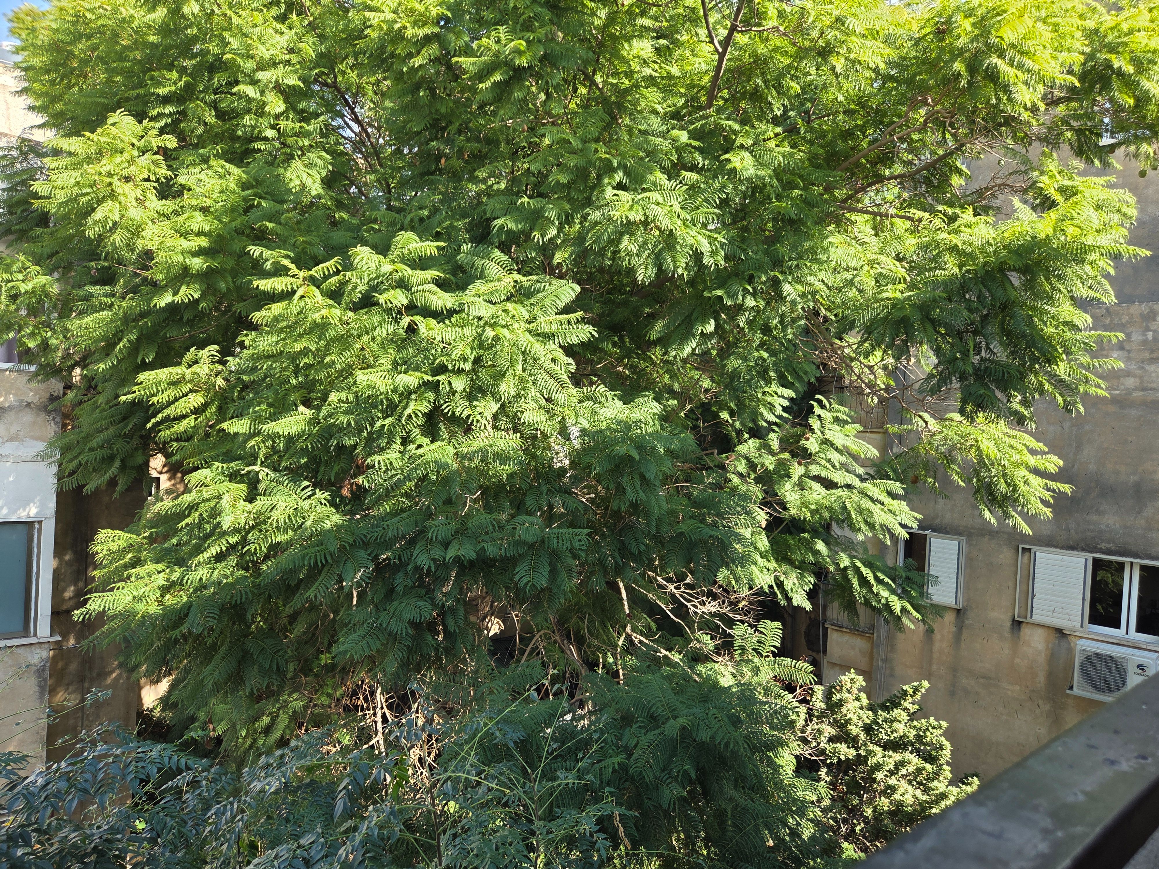 מהסמארטפון שלי